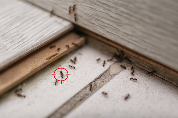 Best Termite Control Services  in Fairview Shores, FL