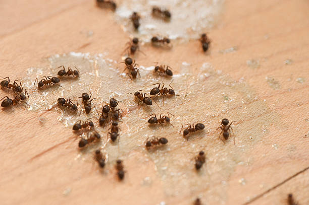 Best Wasp Removal Services  in Fairview Shores, FL